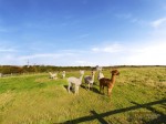 Images for Dunnington, Driffield